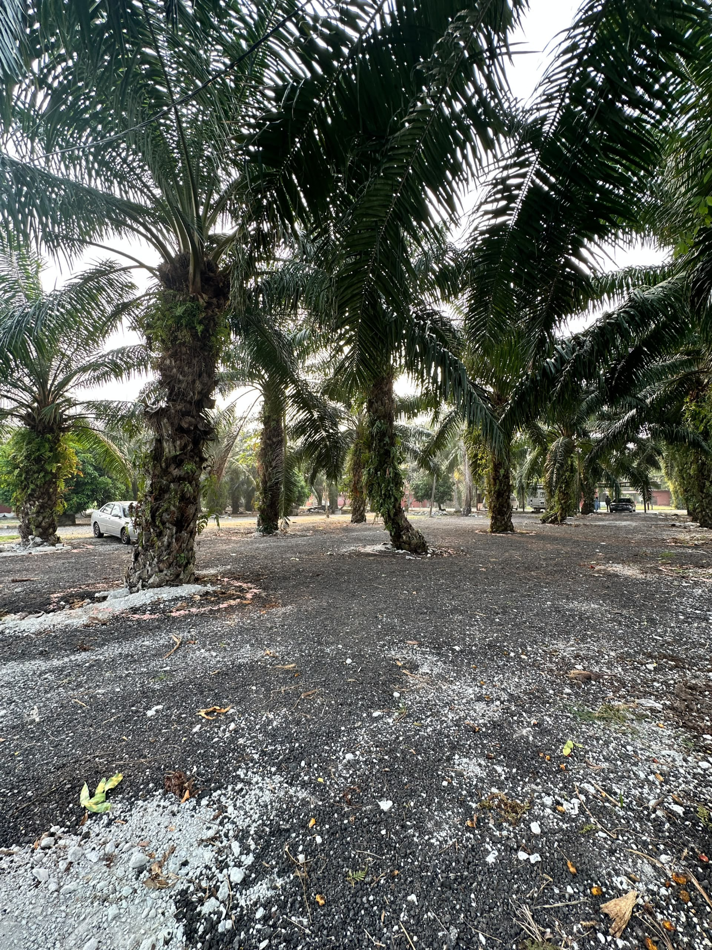 Kawasan parking luas berlatar pokok sawit